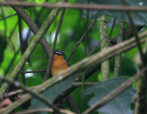 Cossyphe à sourcils blancs