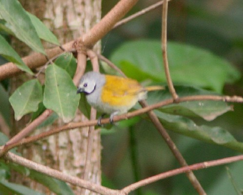 Grey Headed Oliveback