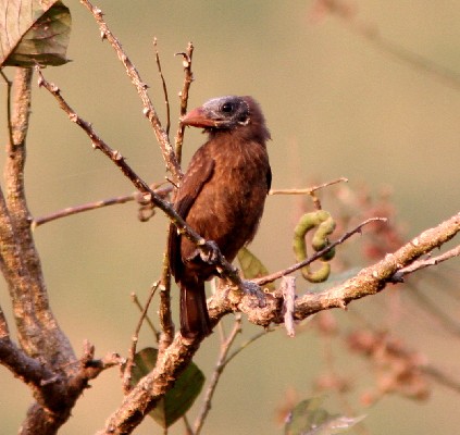 Naked Faced Barbet