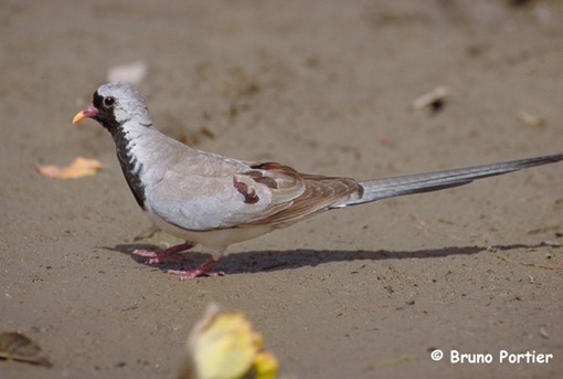 Namaqua Dove