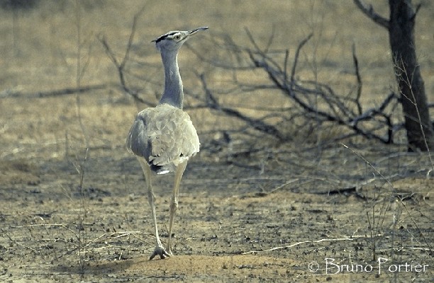 Arabian Bustard
