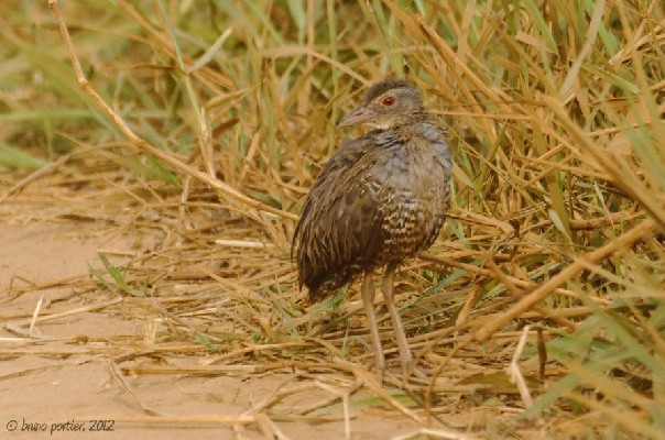 African Crake on the trail leading to Sô-Ava