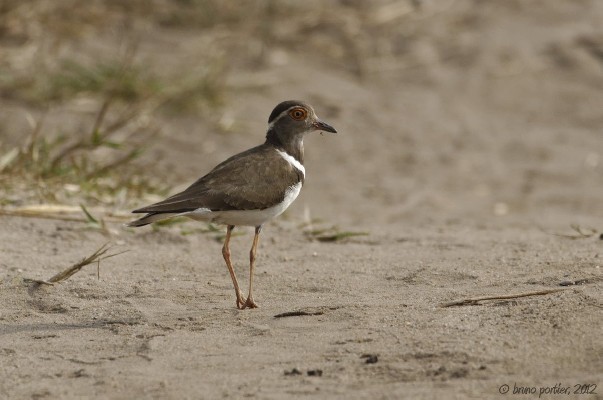 Forbes's Plover