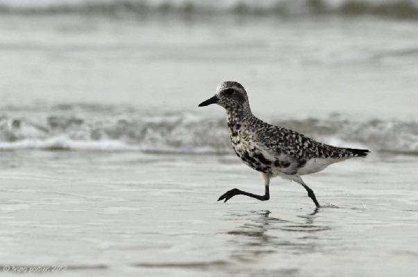 A Grey Plover running in the waves...