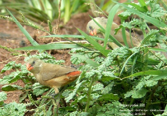 Anambra Waxbills - So-Ava (southern Benin)