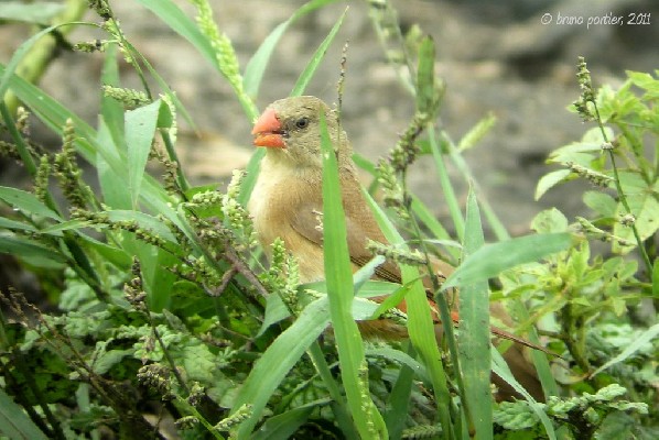 Anambra Waxbill - So-Ava (southern Benin)