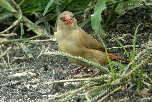 Anambra Waxbill - So-Ava (southern Benin)