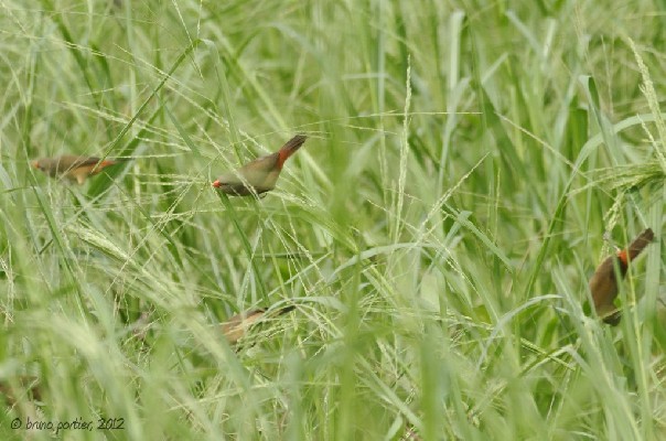 Anambra Waxbill - So-Ava (southern Benin)
