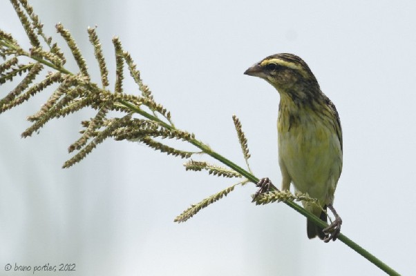 Yellow-crowned Bishop: moulting male or adult female