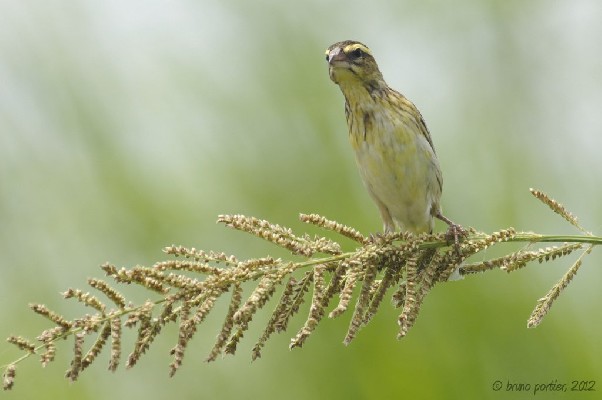 Yellow-crowned Bishop: moulting male or adult female