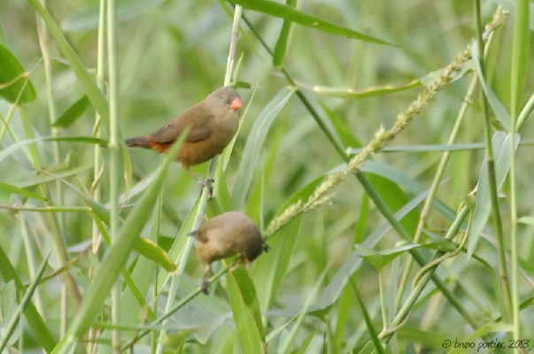 Anambra Waxbill