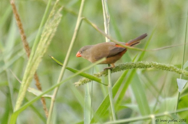 Anambra Waxbill