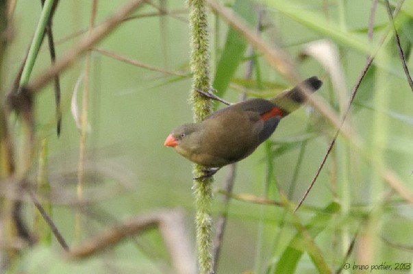 Anambra Waxbill