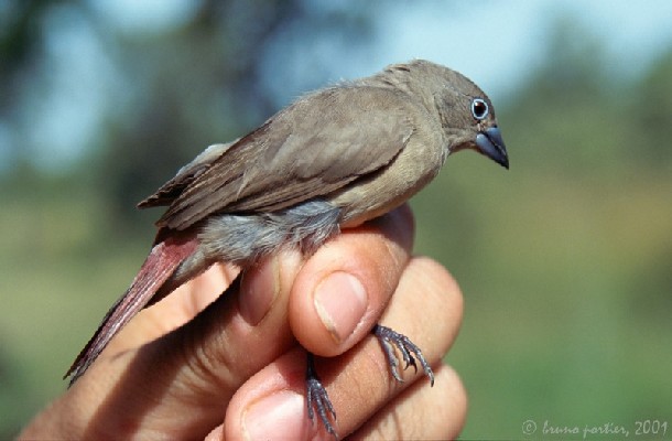Black-faced Firefinch