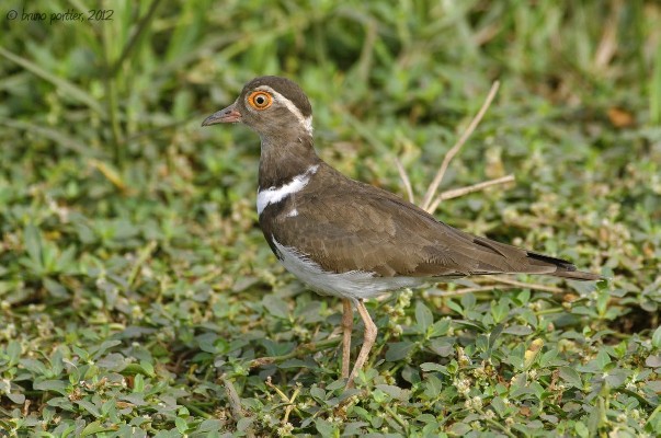 Forbes's Plover