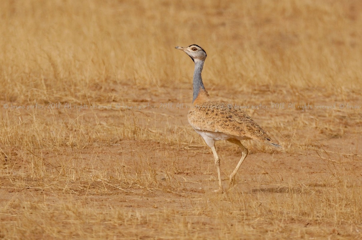 Nubian Bustard