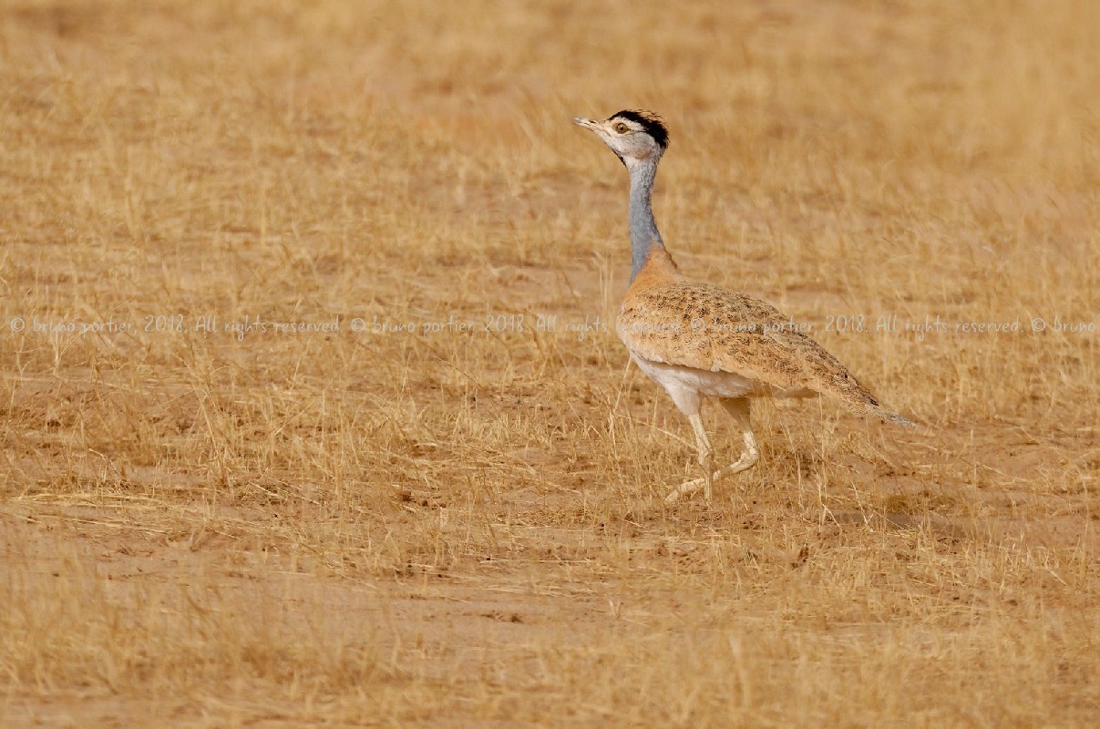 Nubian Bustard