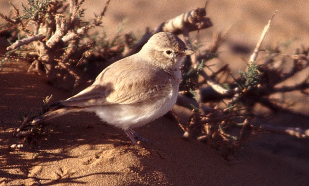 Bar-tailed Lark