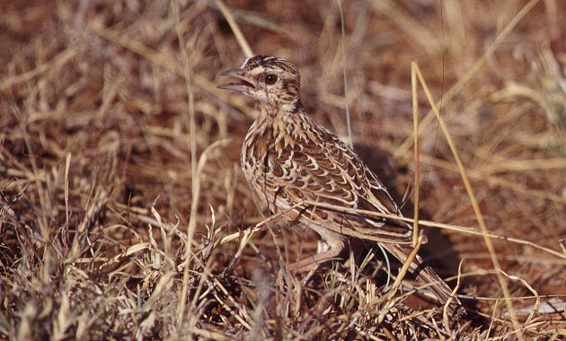 Sidamo Lark