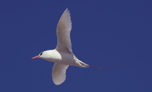 Red-tailed Tropicbird