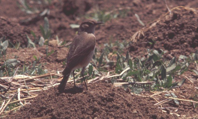 Sickle-winged Chat