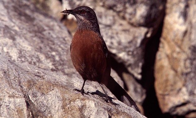 Rufous Rockjumper