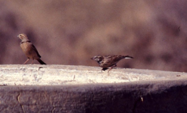 Sclater´s Lark