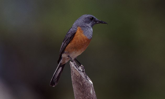 Littoral Rock Thrush