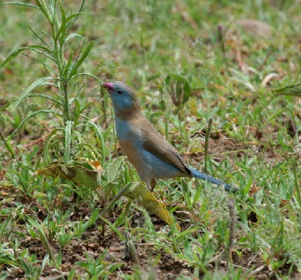 Blue-capped Cordon-bleu