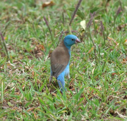 Blue-capped Cordon-bleu