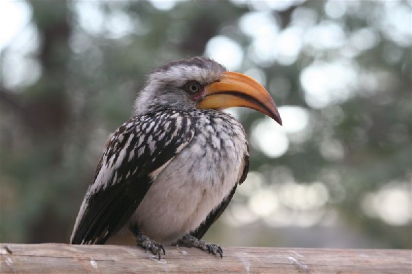 Southern Yellow-billed Hornbill (459)
