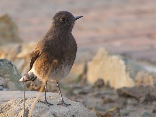 Mountain Chat