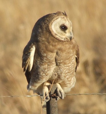Marsh Owl in morning light