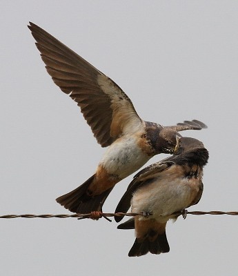 South African cliff swallow feeding young