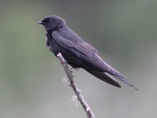 Black saw-wing perched