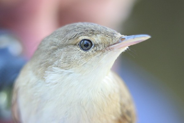 Common reed-warbler - portrait