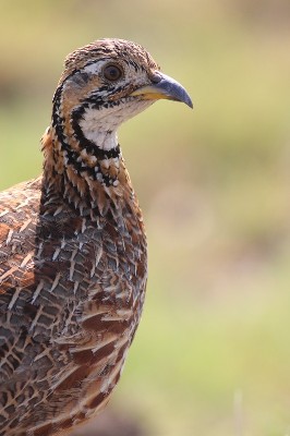 Portrait - Orange River francolin