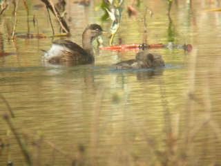 Madagascar Grebe