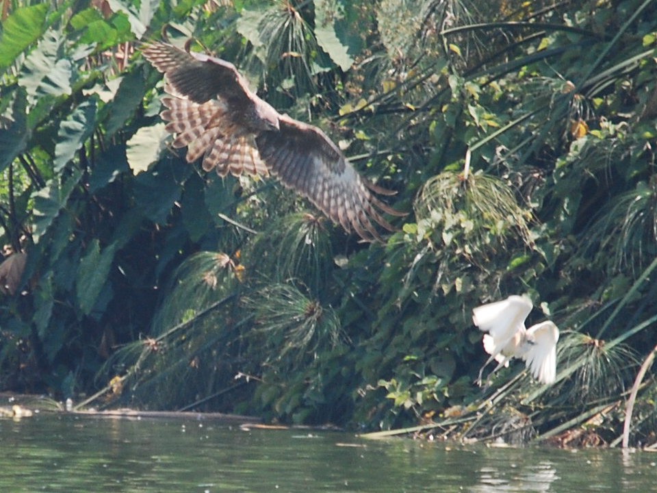 Busard de Maillard essayant d'attraper un Héron crabier 