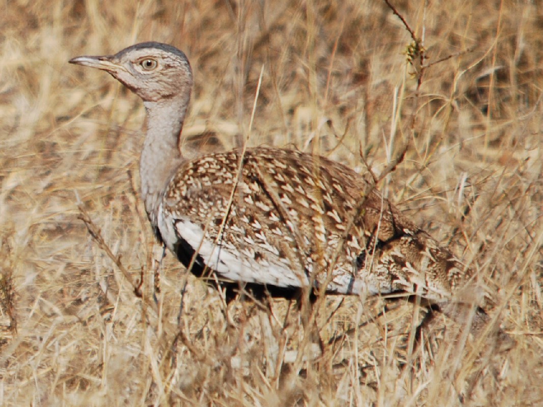Red-crested Bustard