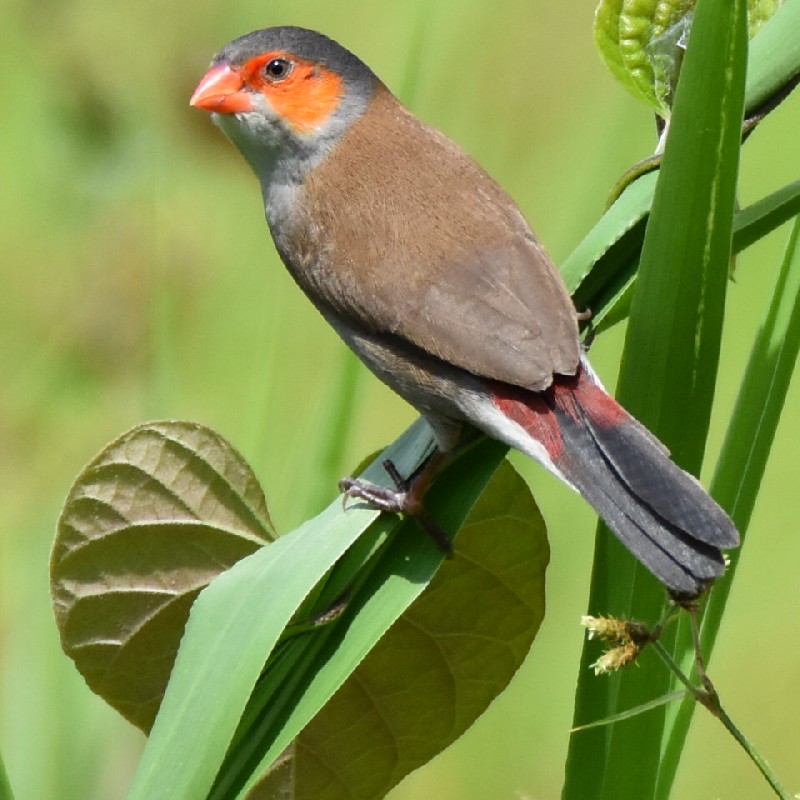 Astrild à joues oranges