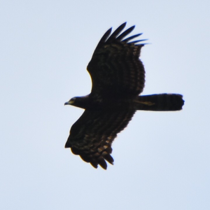 Gymnogène d'Afrique (forme noire) 