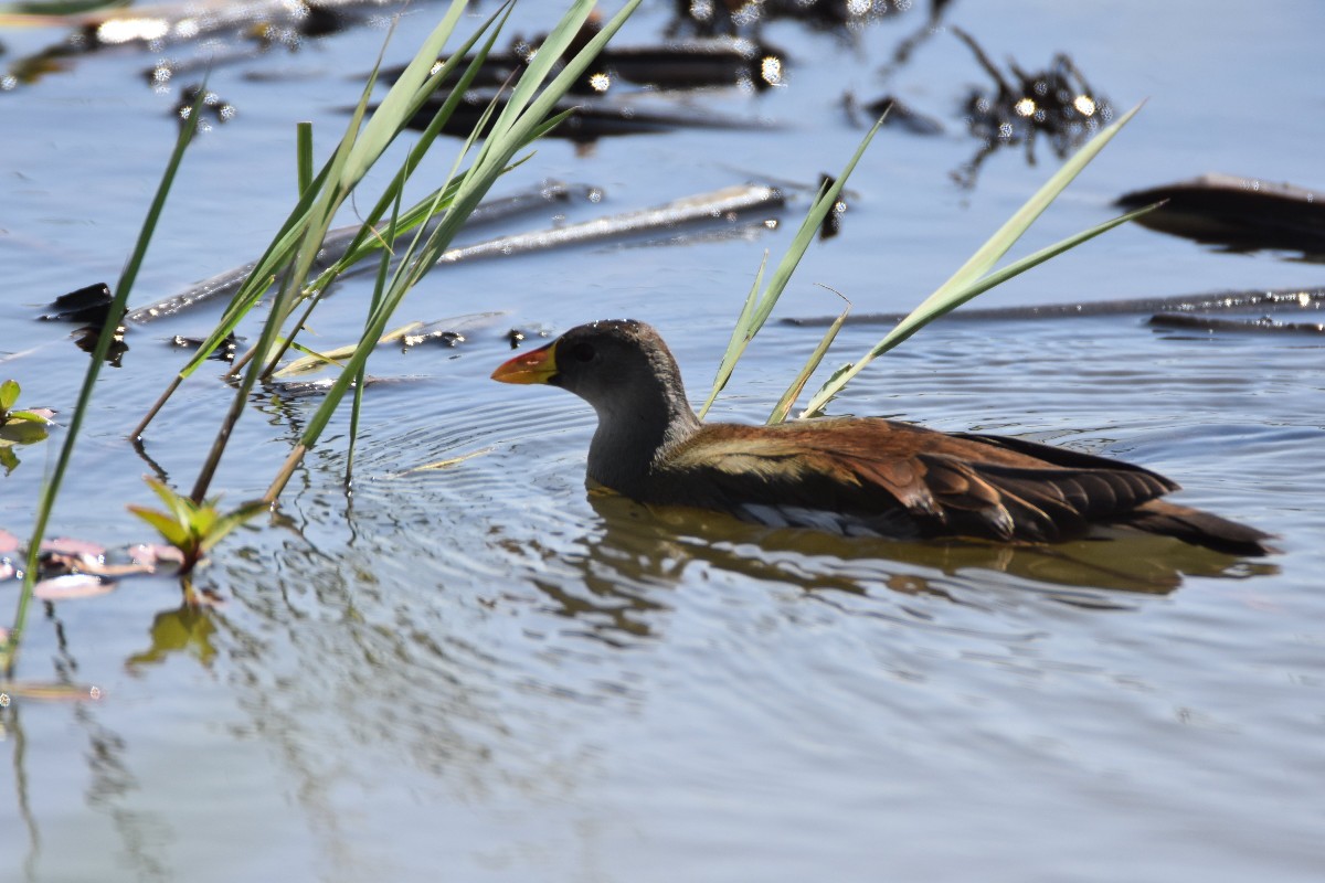 Lesser Moorhen
