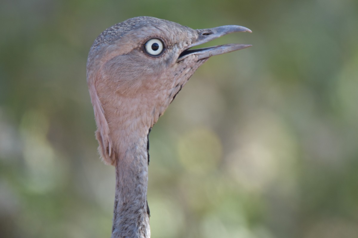 Buff-crested Bustard