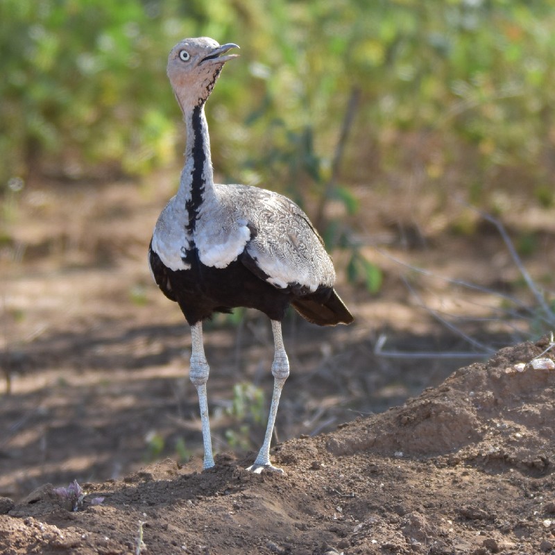 Buff-crested Bustard