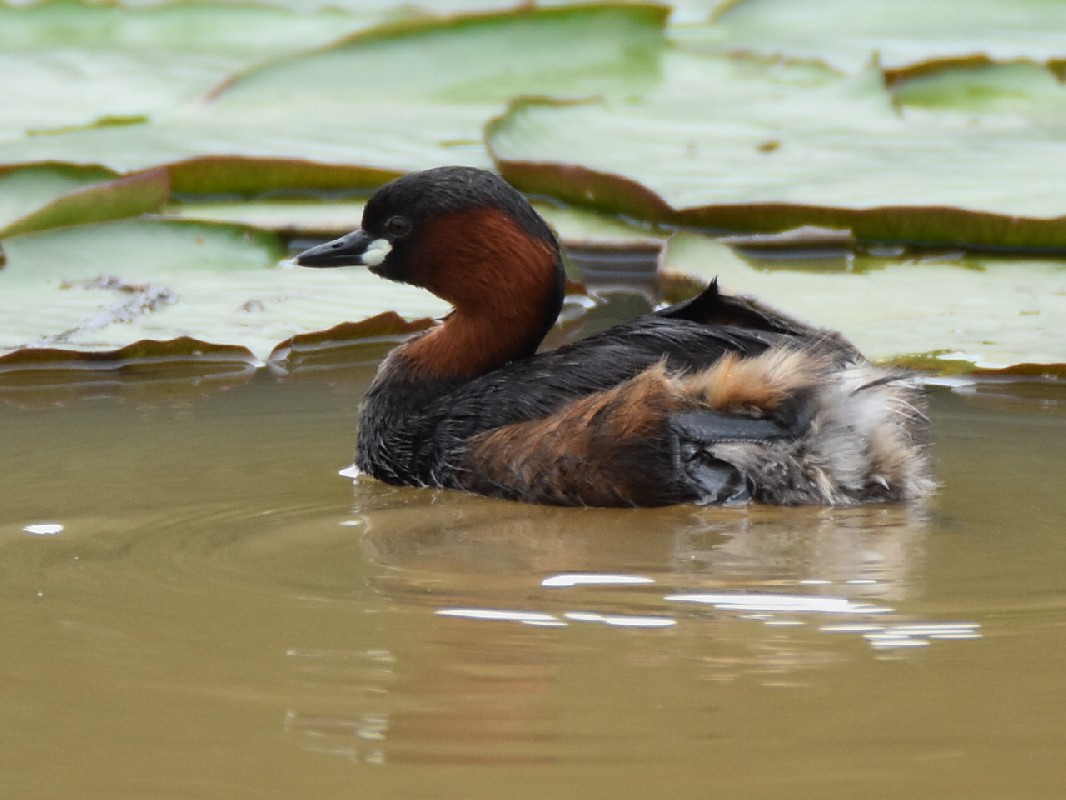 Little Grebe