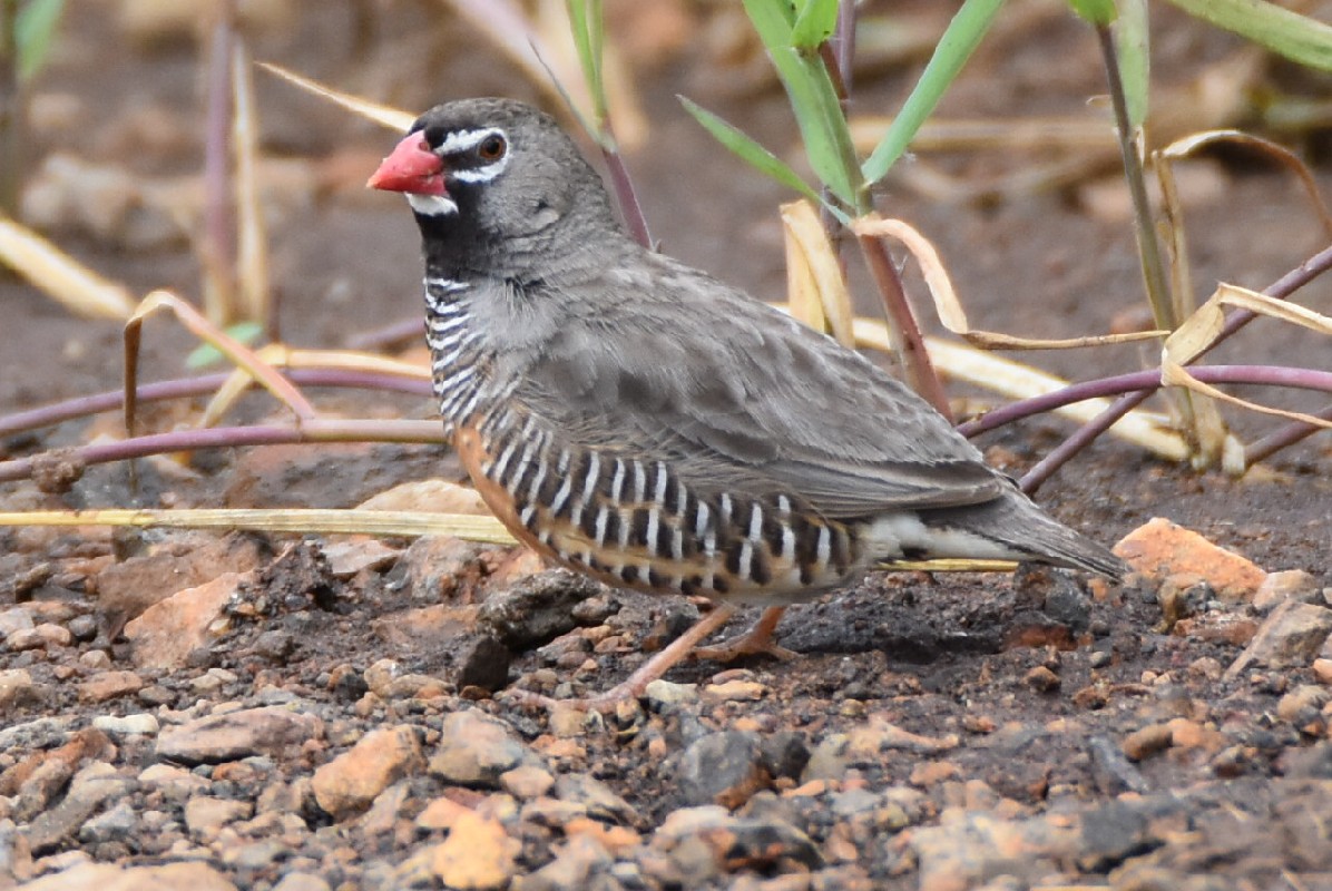 Male African Quailfinch