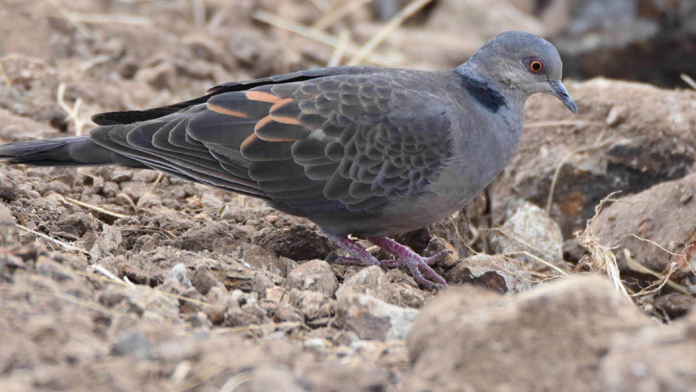 Dusky Turtle Dove