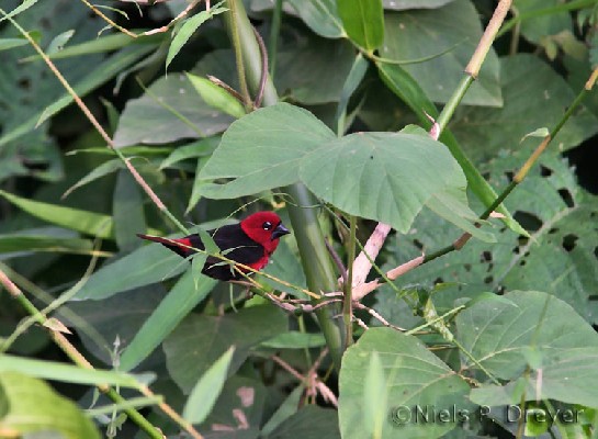 Black-bellied Seedcracker