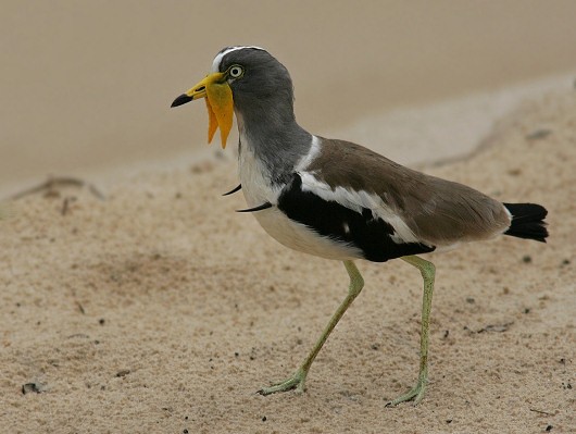 White-headed Lapwing